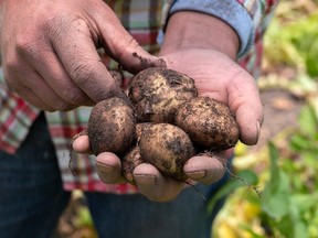 Freshly harvested potatoes are held in a hand