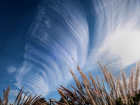 A cirrus cloud against a blue sky with weeds in the foreground.