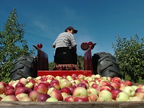 The association of apple growers said in 2020 that 39 per cent of apples produced in Quebec are McIntosh. Yet the variety is not that popular with younger Quebecers, Monique Audette, an agronomist and apple grower said at the time, and McIntosh apples are also not as profitable as other varieties.