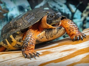 Closeup of a wood turtle