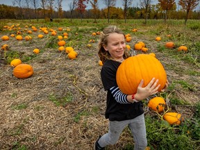 A girl carries a pumpkin as she walks through a pumpkin patch