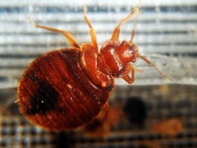 A bed bug close up crawling around a container