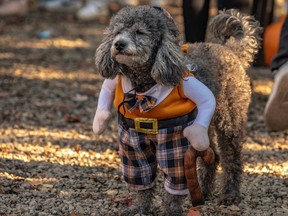 A grey dog wearing an old-man costume.