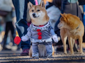 A small dog is wearing a blue and red clown costume.