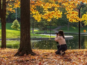 A woman crouches next to a pond to take a photo of yellow leaves.