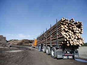 A full logging truck pulls into a lumber yard.