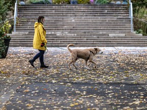 A woman in a yellow raincoat walks her dog across the screen on pavement sprinkled with leaves. a staircase is in the background