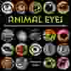 Animal Eyes: How Creatures See and How Their Eyes Have Adapted to Their World, by Françoise Vulpé, illustrated by the work of various photographers.