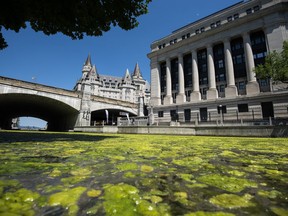 A bloom of algae covers the waters of the Rideau Canal near the Senate of Canada Building and the Chateau Laurier, in Ottawa, on Sunday, June 21, 2020.
