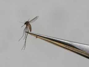 A Culex tarsalis mosquito is shown at the Salt Lake City Mosquito Abatement District on Monday, Aug. 28, 2023, in Salt Lake City. Scientists say Canadians need to have a serious talk about the emerging technique of controlling insect pests through genetic modification.