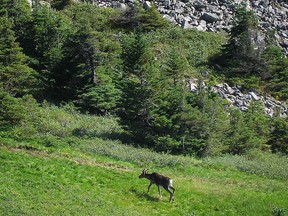 A caribou on a grassy hill