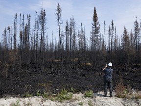 A reporter takes a photo of trees damaged by fire during a tour near Lebel-sur-Quevillon, Que., Wednesday, July 5, 2023. Quebec's forest fire prevention agency says the area burned by wildfires this year was greater than the previous 20 years combined.