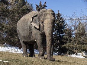 Lucy the elephant at the Edmonton Valley Zoo, in Edmonton on Tuesday, March 21, 2023. Canadian zoos won't be able to have new elephants or apes under new federal legislation introduced this week.