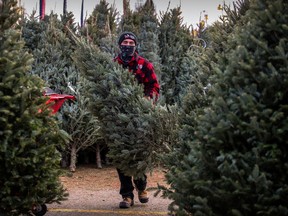 A man in plaid is carrying a christmas tree through a lot of them in montreal