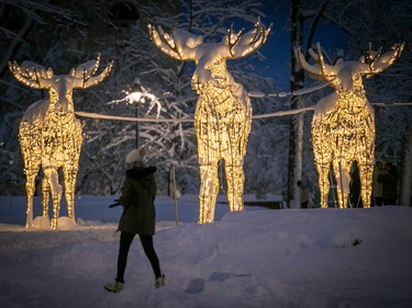 A person walks by large lit-up sculptures of moose covered in snow