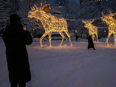 A person takes a photo of another one by large lit-up sculptures of moose covered in snow