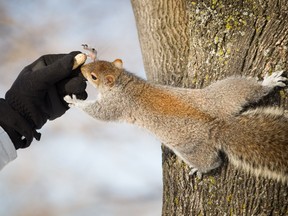 A woman feeds peanuts to a squirrel at Jarry Park on a sunny winter afternoon in Montreal on Jan. 6, 2016.