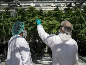 Employees inspect cannabis plants at the CannTrust Holdings