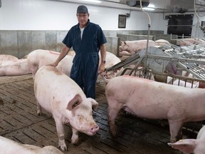 A farmer stands surrounded by pigs.