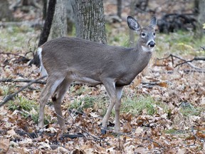 The City of Longueuil says it has begun plans for a long-awaited cull of white-tailed deer in a local park and plan to go ahead in the fall of 2024. A white-tailed deer is shown in Michel-Chartrand park, in Longueuil, Que., Saturday, Nov. 14, 2020.