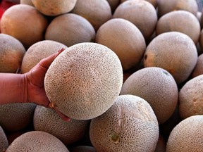 An operator of a fruit and vegetable stand near Denver holds a cantaloupe for sale