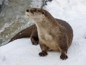 A river otter in the snow next to the water.