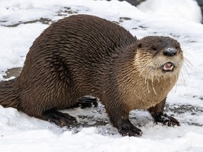 An otter in the snow.