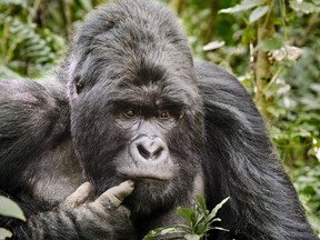 WTTC's 2023 theme of sustainable tourism was an ideal fit for the host country of Rwanda, popular for gorilla trekking and other wildlife excursions.