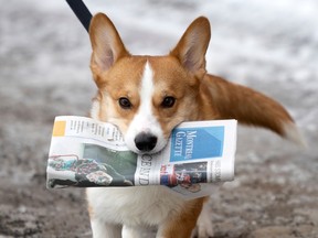 A dog walks in the snow with a copy of the Montreal Gazette in his mouth
