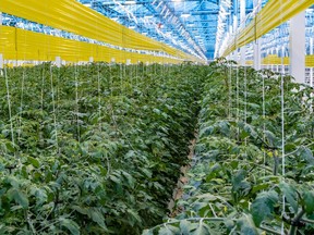 Tomato plants fill a huge greenhouse