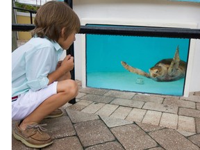 aquarium, boy, sea turtle