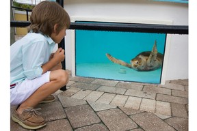 aquarium, boy, sea turtle