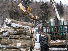 A crane lifts large large logs into a truckbed