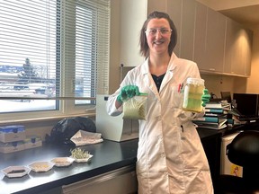 Master's student Taylor Belansky is shown in this handout image at the YukonU Research Centre Analytical Lab, part of the Ayamdigut (Whitehorse) Campus of Yukon University, in March 2023. Belansky's work found that an invasive species of clover combined with bacteria can be used to clean mine water.