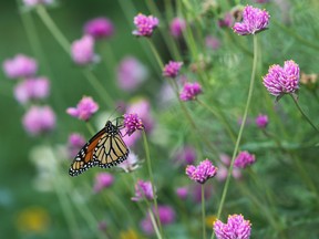 Photo shows close-up of monarch butterfly on a pink flower.