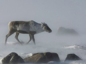 A wild caribou roams the tundra Nunavut Territory on March 25, 2009. Conservationists are urging the Quebec government to finally publish its plan to protect caribou habitat, several years after it first promised a strategy to save the dwindling herds.