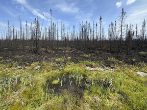 A small puddle is seen at the edge of an area of forest destroyed by fire in Quebec on Wednesday, July 5, 2023.