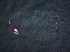 A southern resident killer whale swims past a school of salmon near the Fraser River, B.C. in this undated handout photo.
