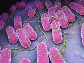 Illustration of a salmonella bacteria culture