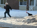 Michel Turcotte was chased by a wild turkey in Louiseville after throwing snow at it. 
