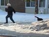 An aggressive turkey chases a citizen in Louiseville.