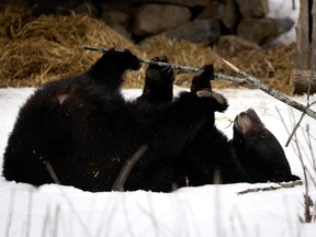 Genie, the black bear at the Ecomuseum, plays in the snow after coming out of her winter den in Montreal on Friday, March 18, 2022.