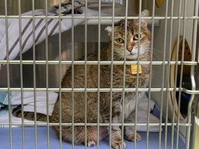 A cat waiting to be adopted sits in its cage at the SPCA in Montreal