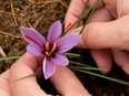 A purple saffron flower is seen from above between someone's fingertips.