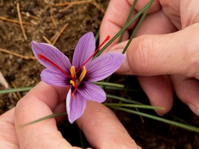 A purple saffron flower is seen from above between someone's fingertips.