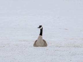A Canada goose in the snow.