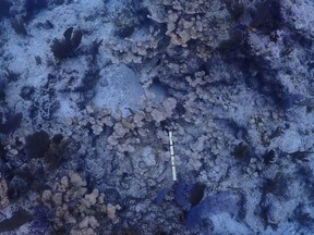 This image provided by the National Oceanic and Atmospheric Administration shows dead elkhorn coral on Feb. 9, 2024, at Carysfort Reef, northeast of Key Largo, Fla. Record hot seawater killed more than three-quarters of human-cultivated coral that scientists had placed in the Florida Keys in recent years in an effort to prop up a threatened species that's highly vulnerable to climate change, researchers discovered.
