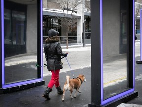 A person and a dog walk through an installation that looks like giant windows with purple frames.