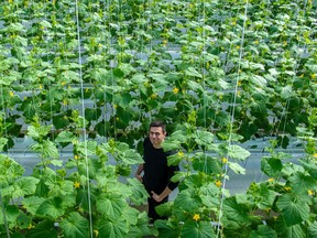 Seen from above, a man in a black shirt stands among dozens of green cucumber plants with yellow flowers