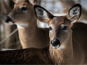 Montreal's growing deer problem: Is a cull needed?